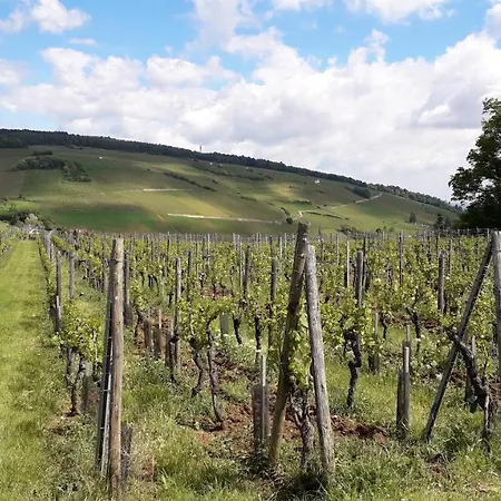 Au Coeur Des Vignes 2